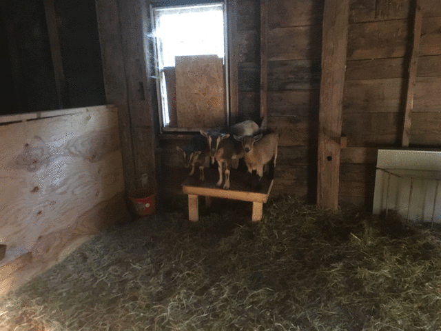 Nutty, Banda and Cassia